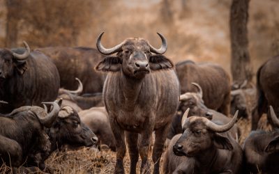 Why You Need 1 List Building Website !